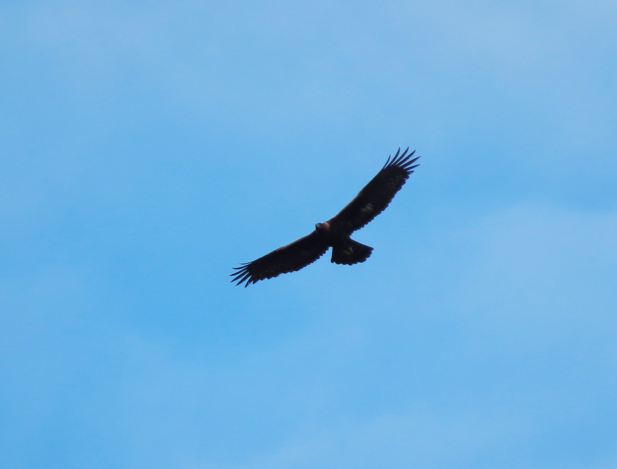 Golden Eagle - Andrés Balfagón Sarrión