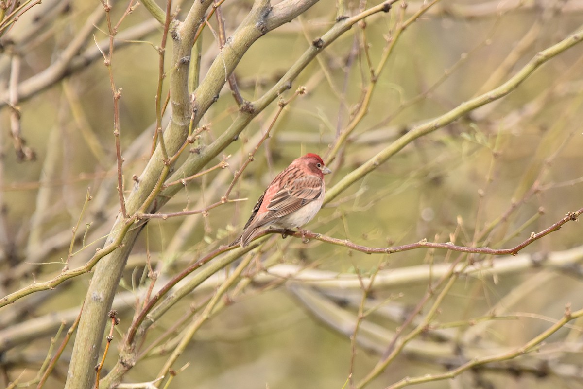 Cassin's Finch - ML547289871