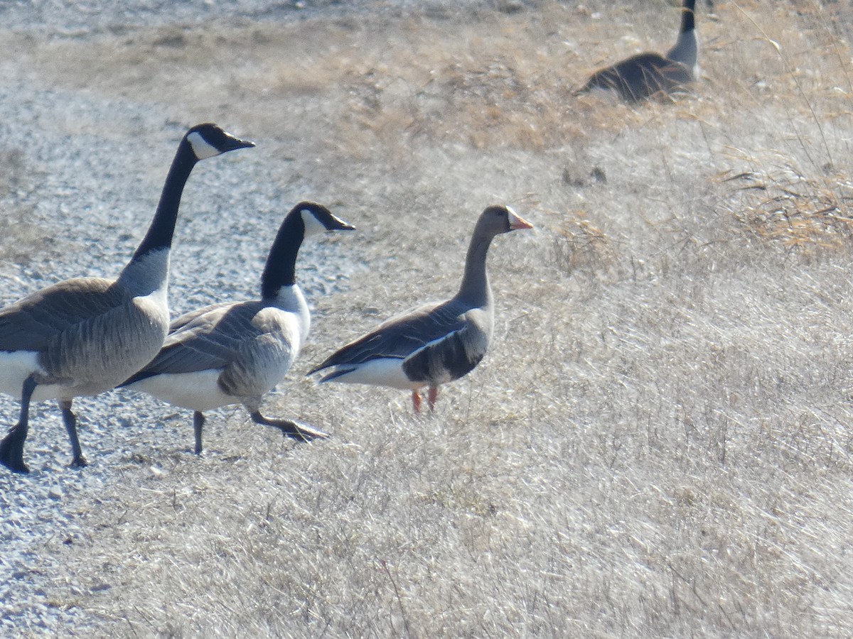 Greater White-fronted Goose - ML547289881