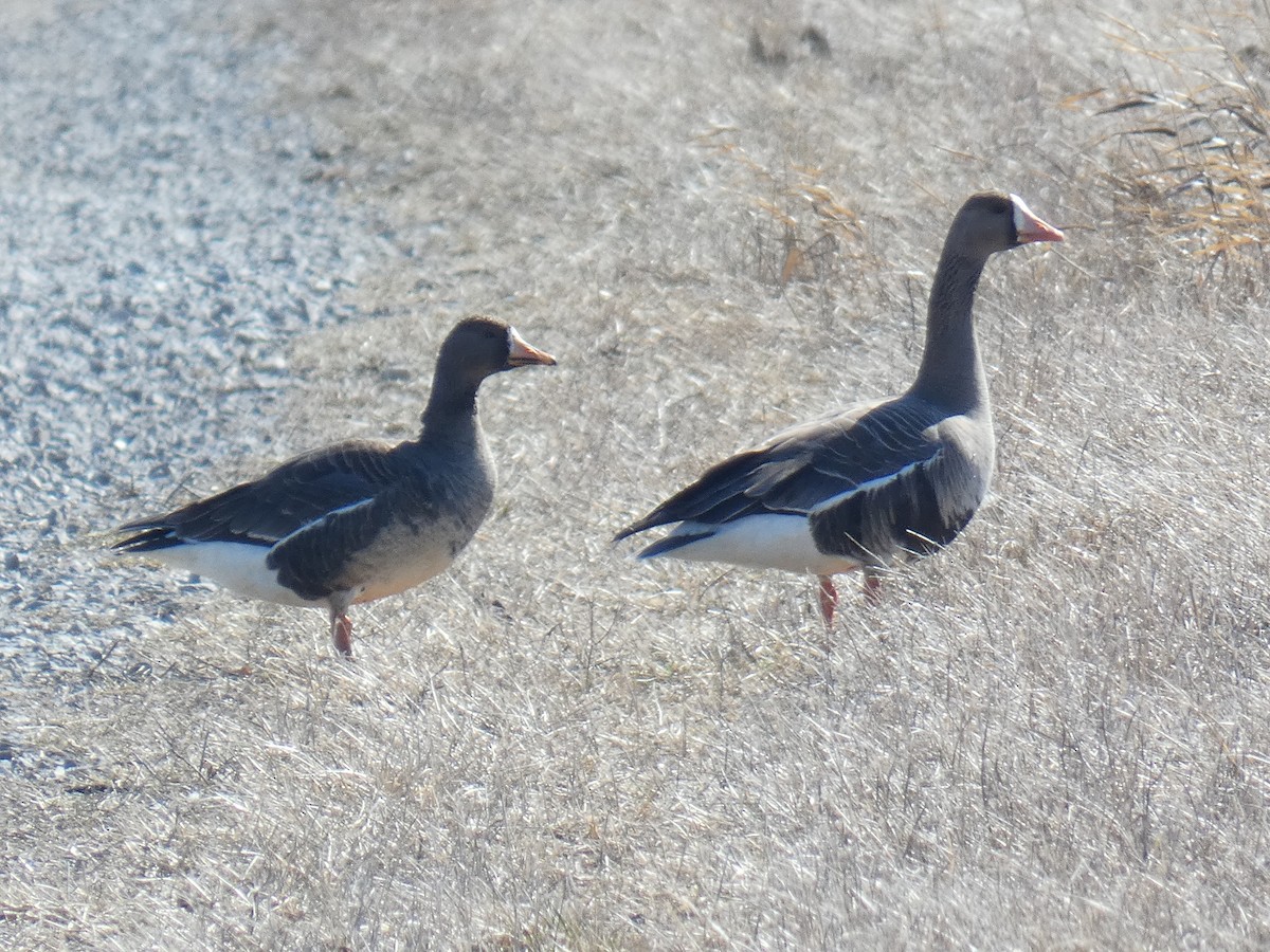 Greater White-fronted Goose - ML547289941