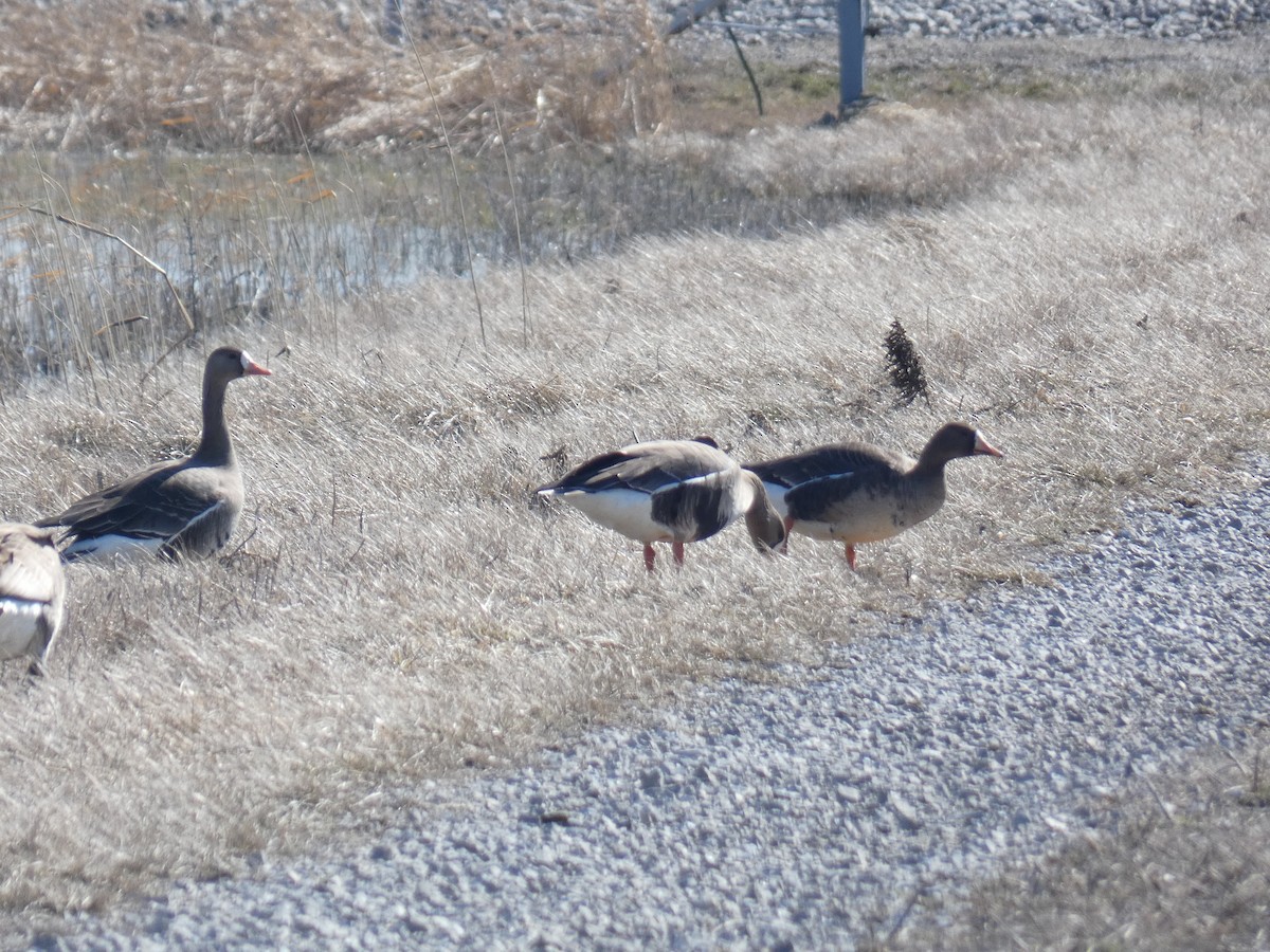 Greater White-fronted Goose - ML547290001