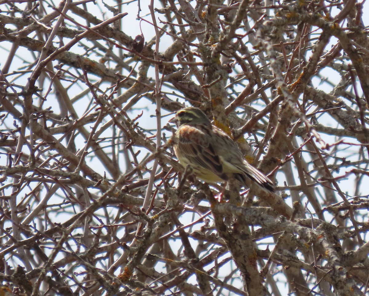 Cirl Bunting - ML547290221