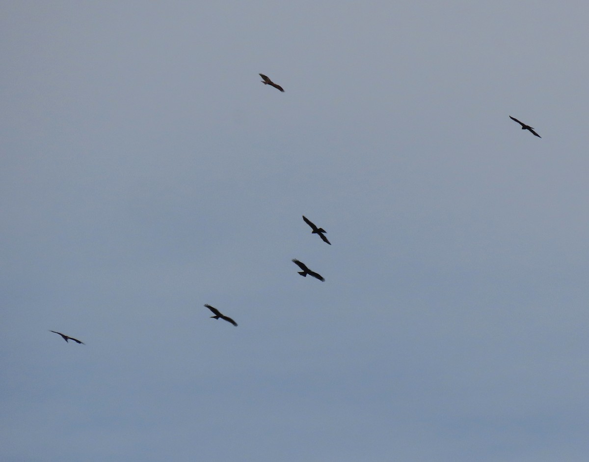 Black Kite - Andrés Balfagón Sarrión