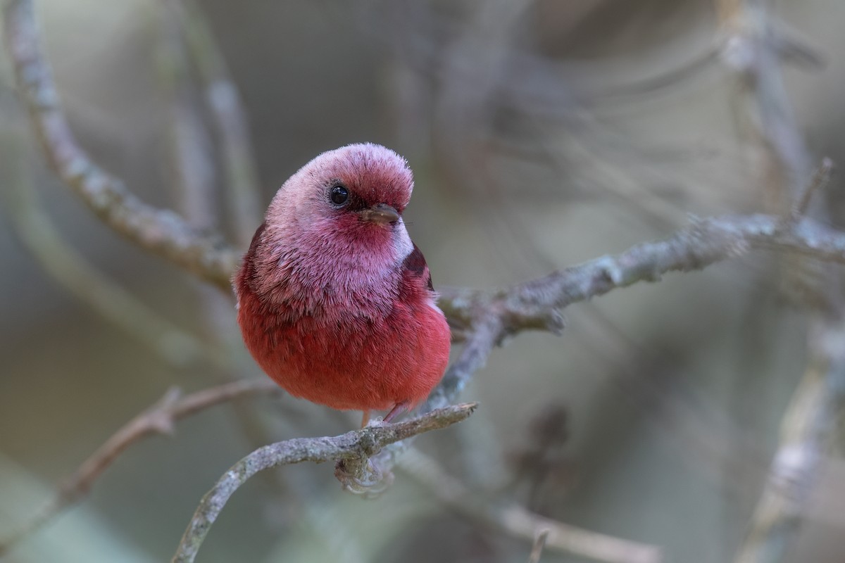 Pink-headed Warbler - ML547290811