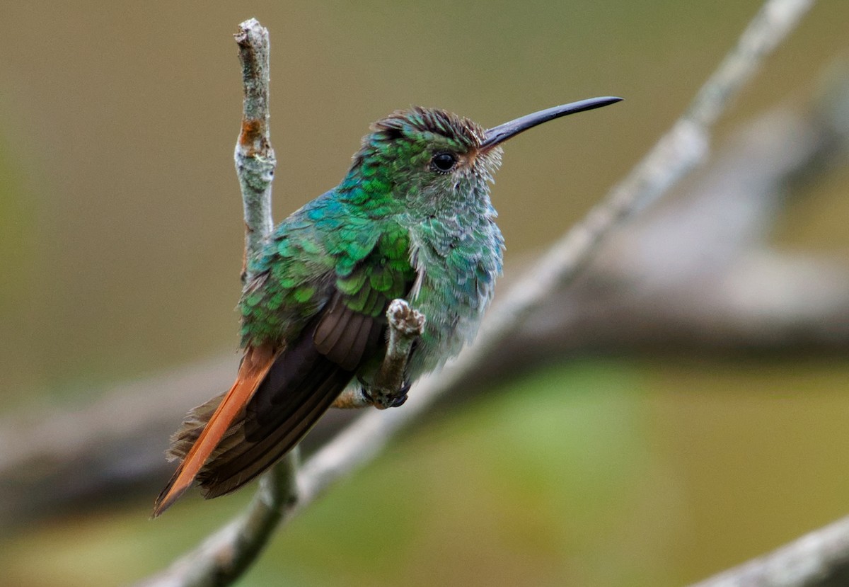 Rufous-tailed Hummingbird - teambergie Bergstrom