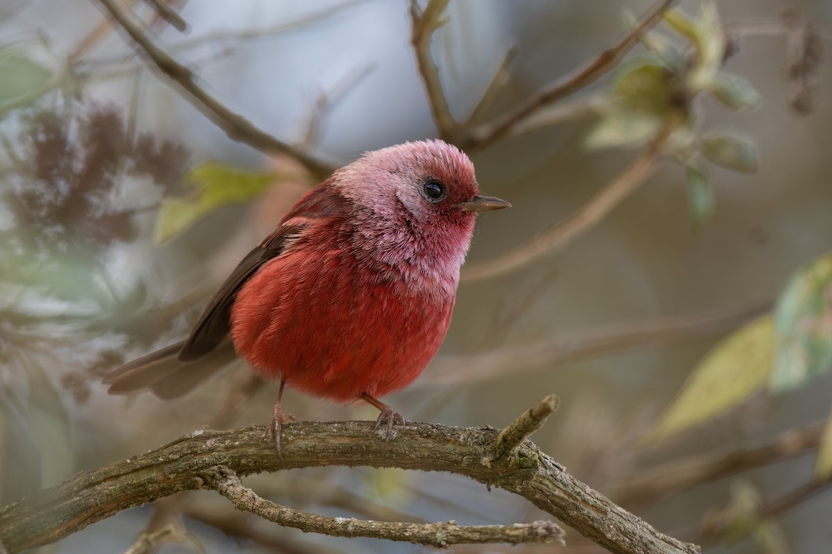 Pink-headed Warbler - Steve Rappaport