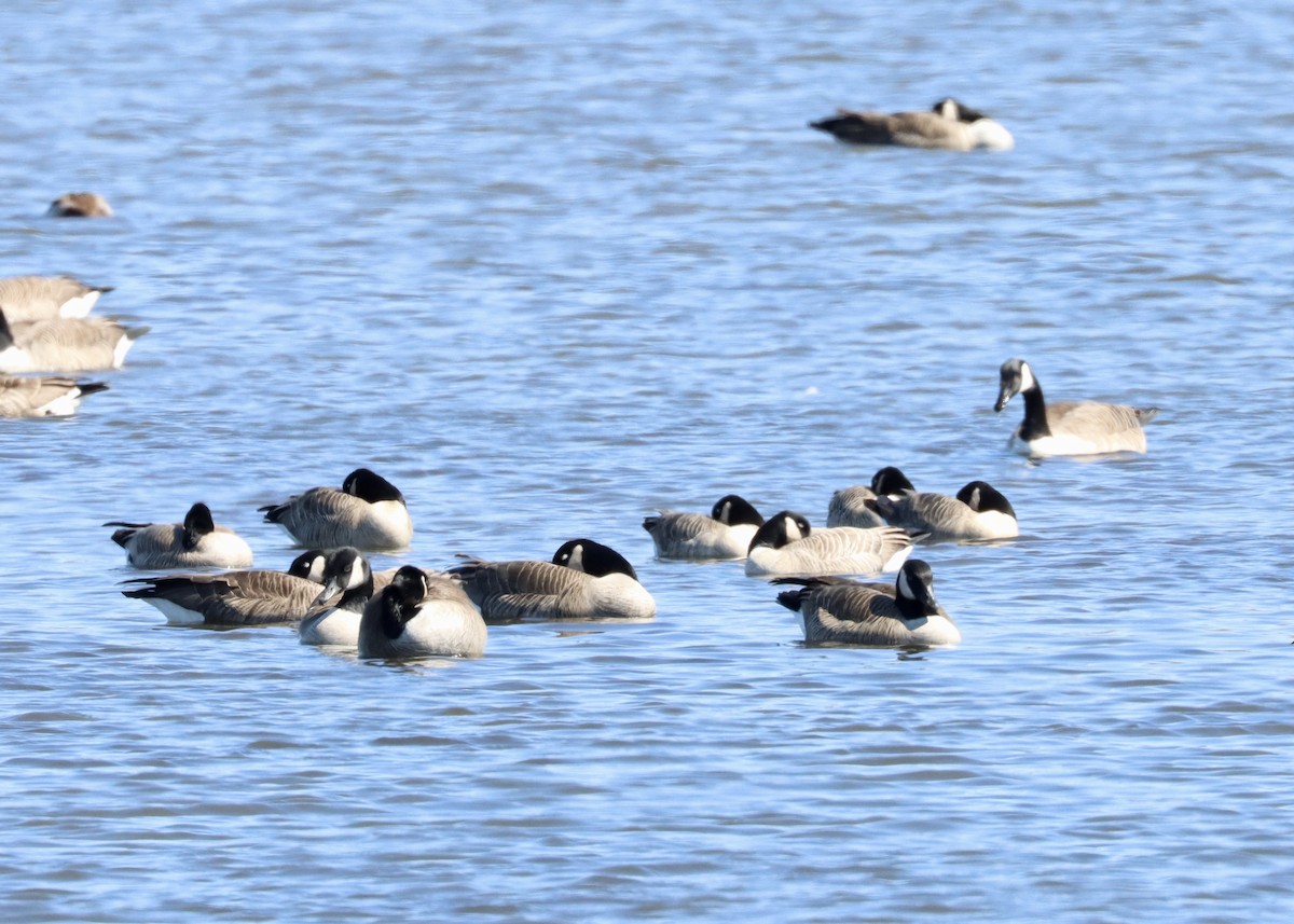 Cackling Goose (Richardson's) - Alan Kneidel