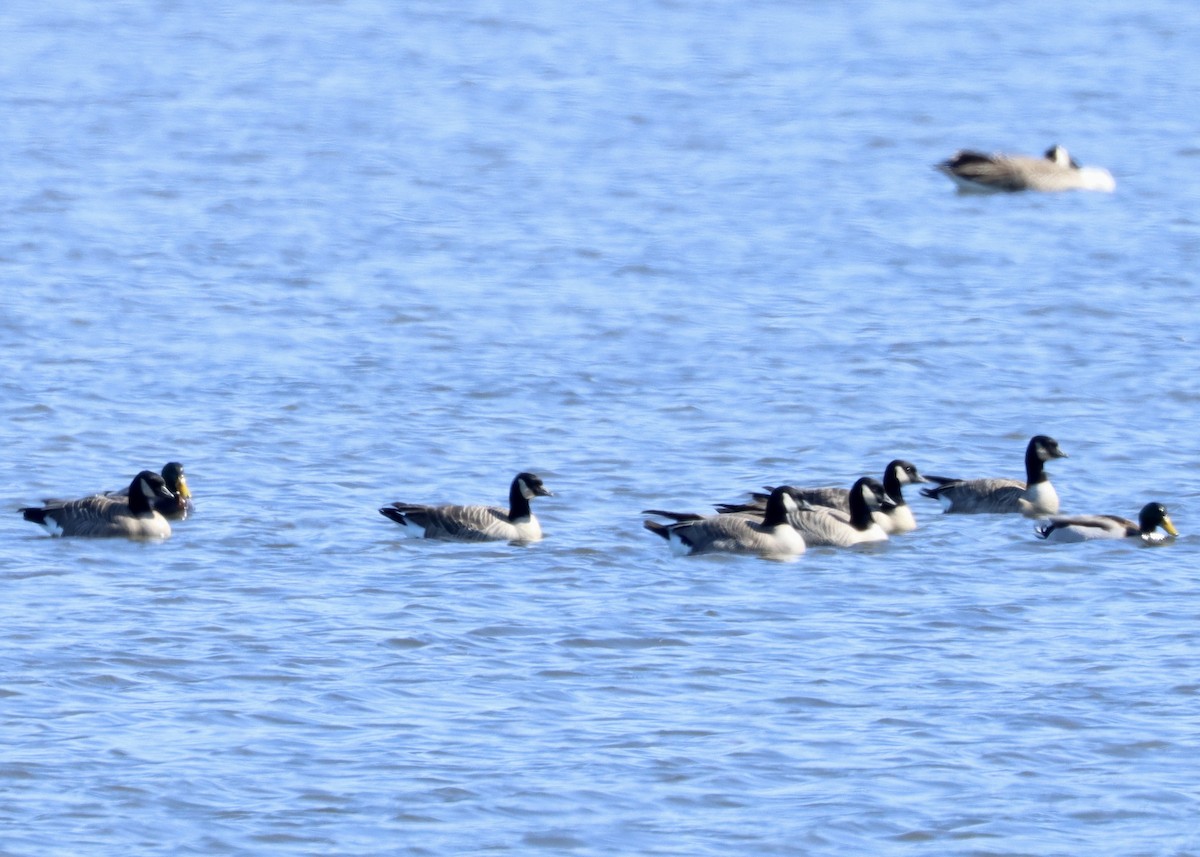 Cackling Goose (Richardson's) - Alan Kneidel