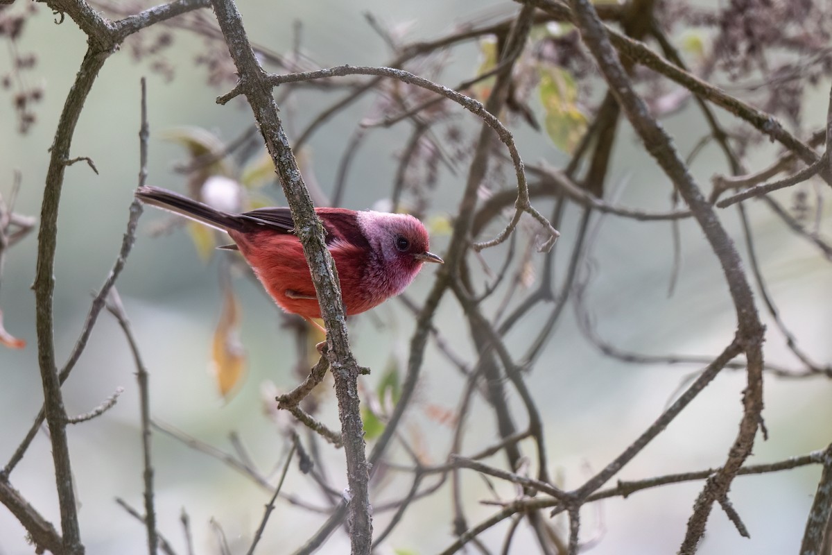 Pink-headed Warbler - Steve Rappaport
