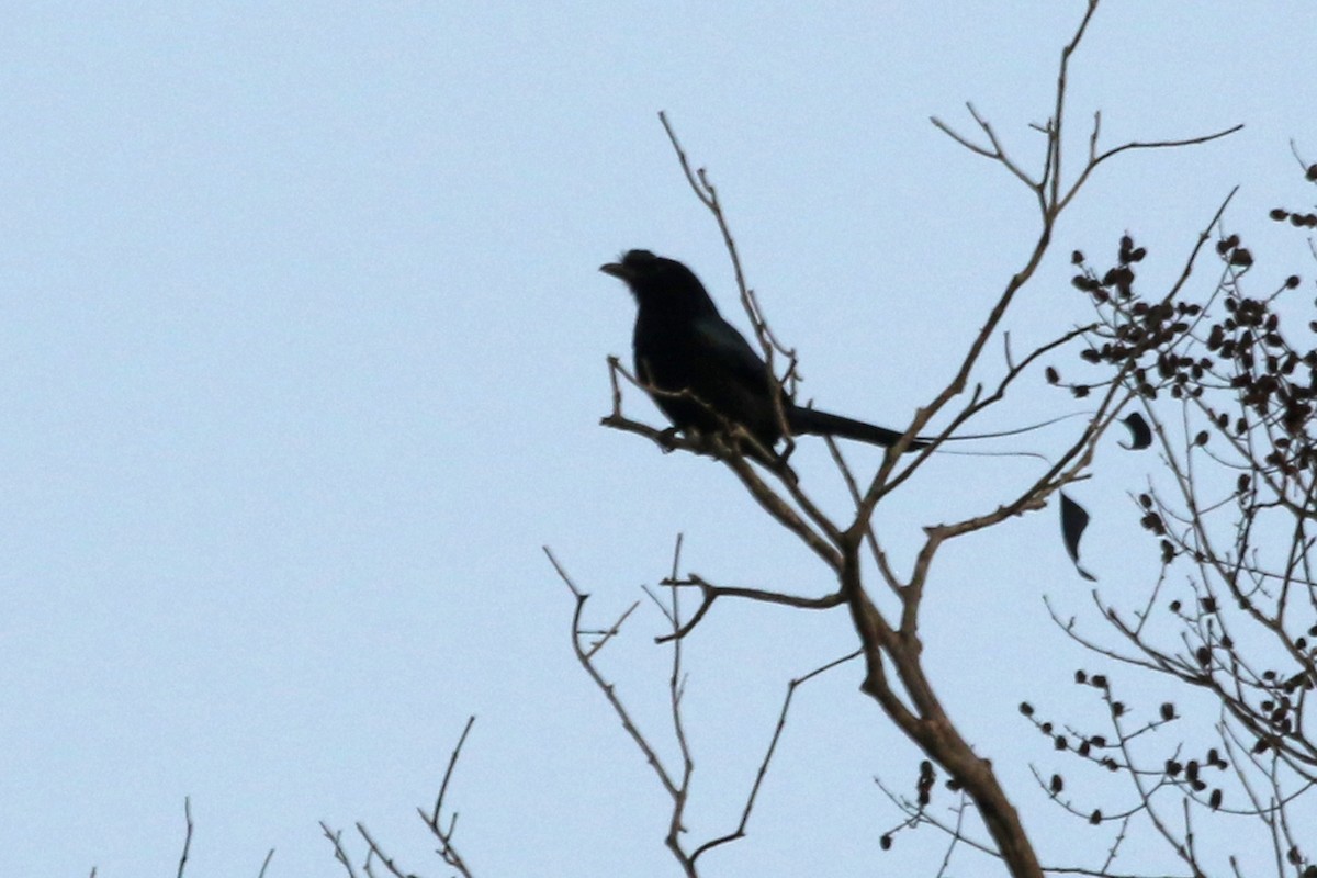 Greater Racket-tailed Drongo - ML547291861