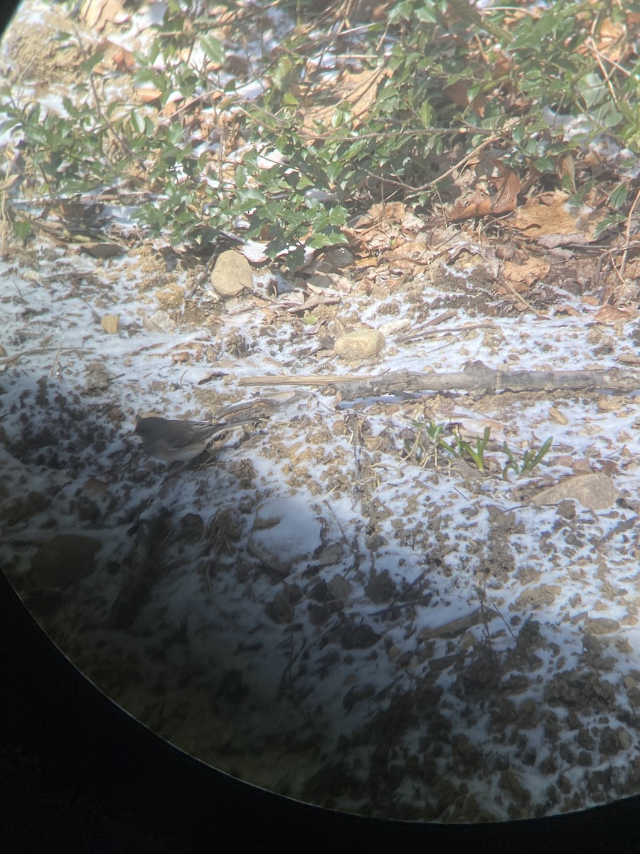 Dark-eyed Junco (Pink-sided) - ML547292851