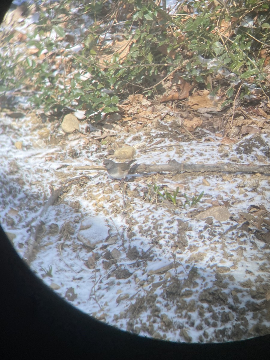 Dark-eyed Junco (Pink-sided) - ML547292871