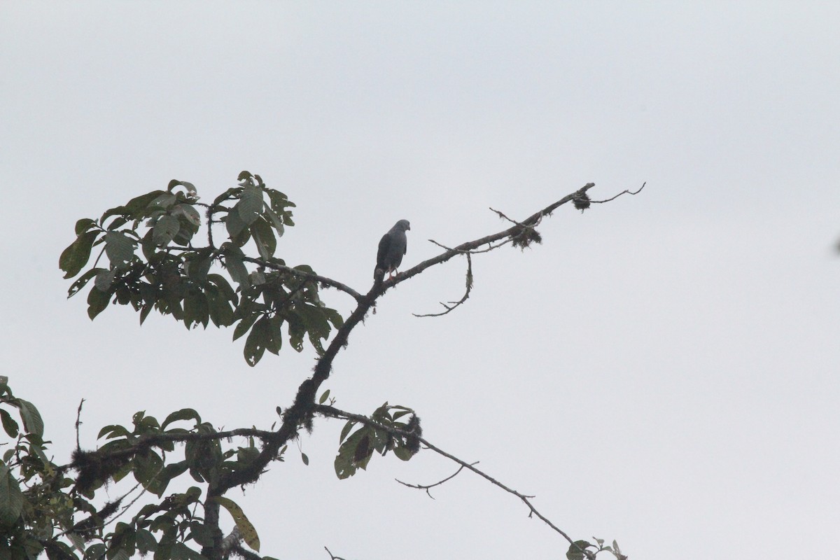 Plumbeous Hawk - ML547293971