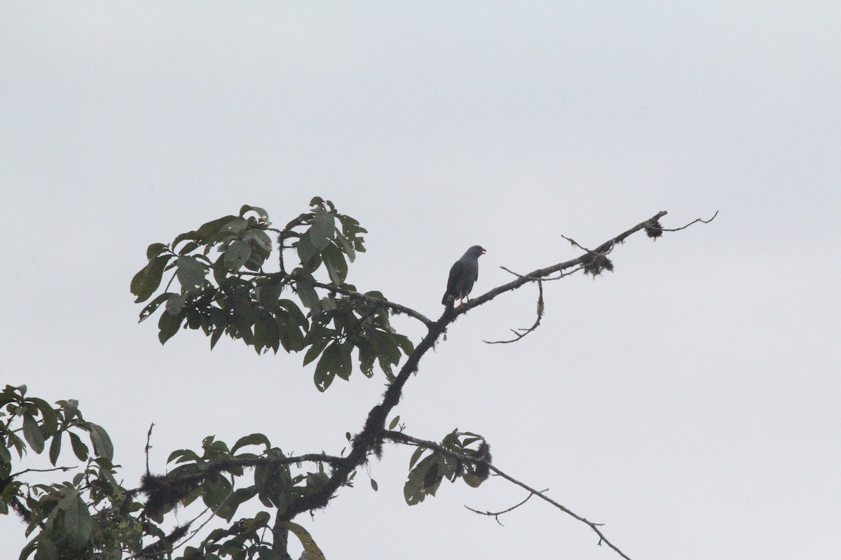 Plumbeous Hawk - ML547293981