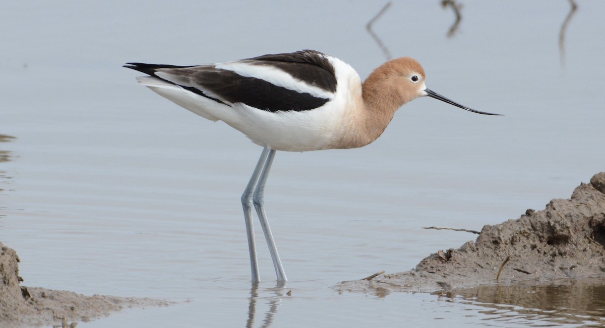 American Avocet - ML54729501