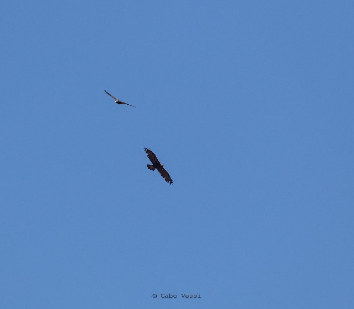 Golden Eagle - ML547295021