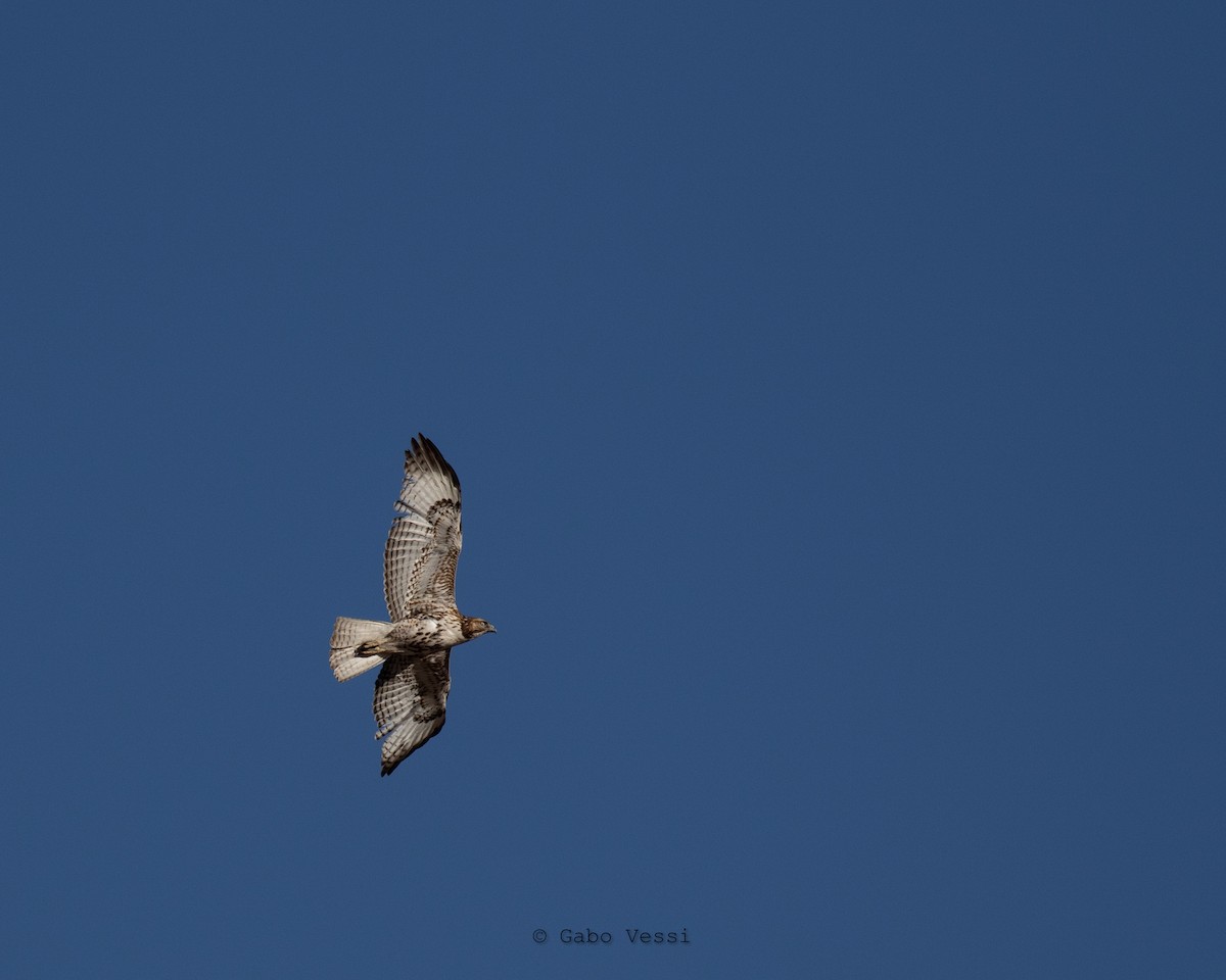 Red-tailed Hawk - ML547295081