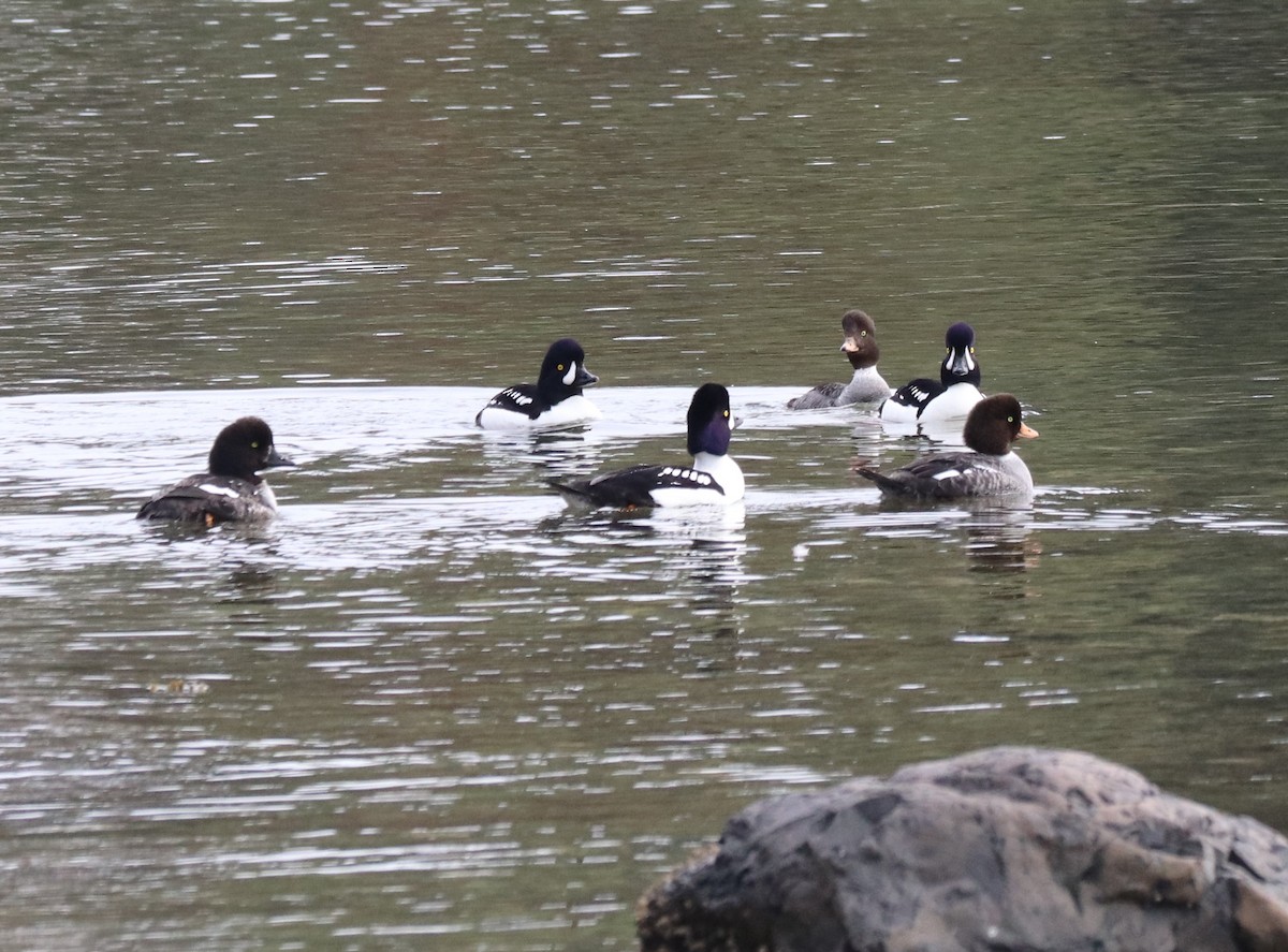 Barrow's Goldeneye - ML547295161