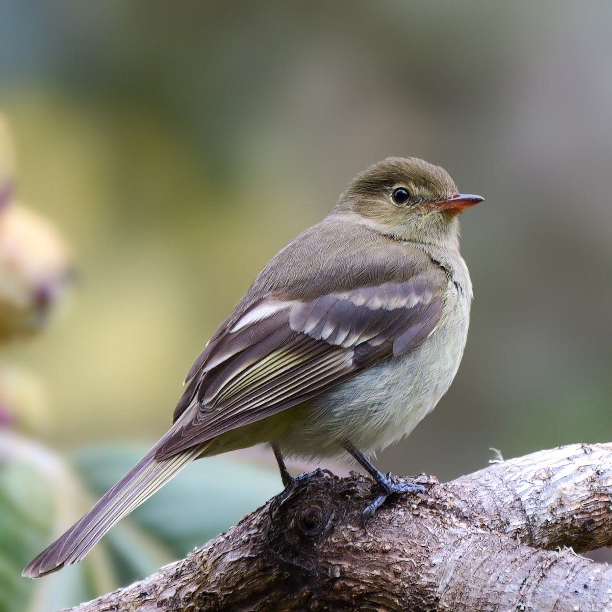 Mountain Elaenia - ML547295401