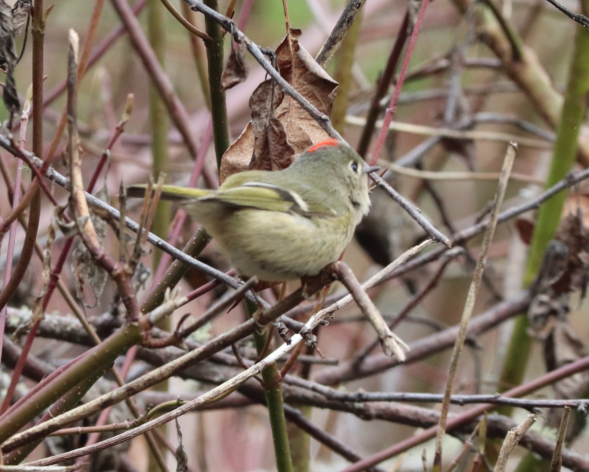 Ruby-crowned Kinglet - ML547295481