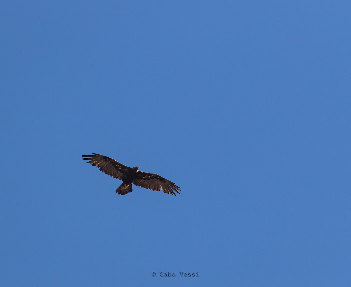 Golden Eagle - ML547295771