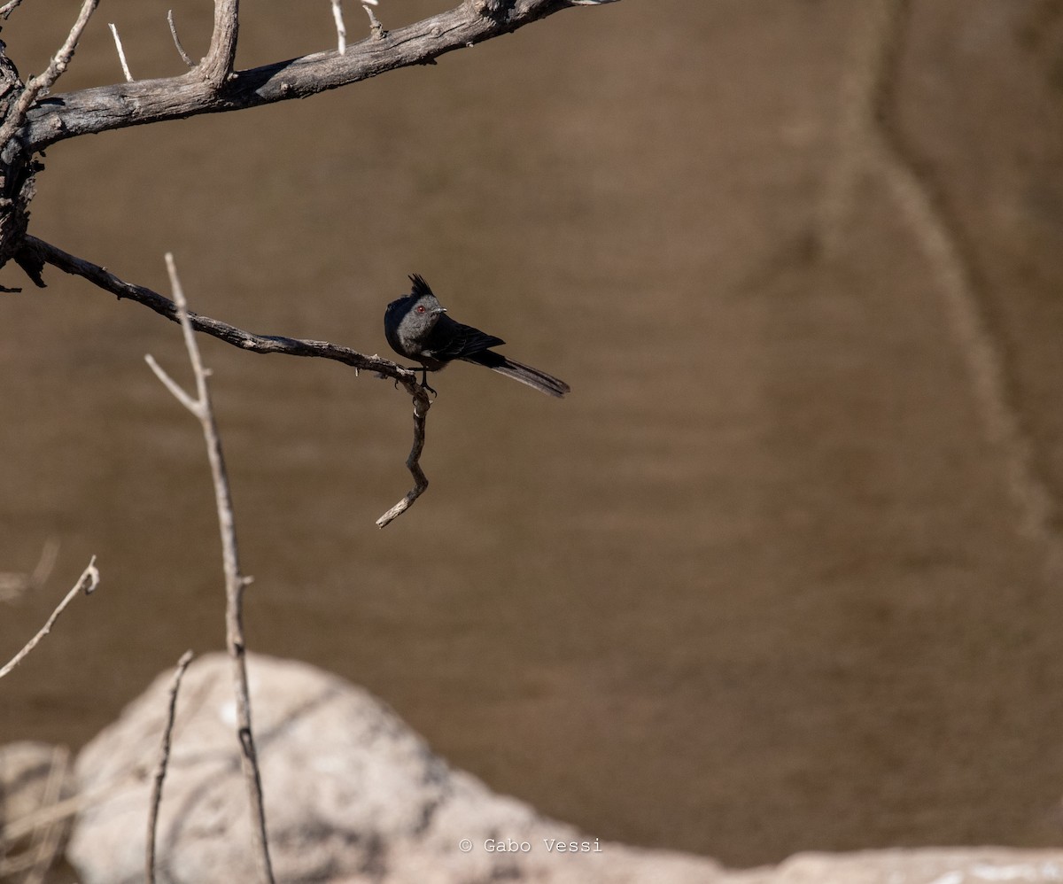 Phainopepla - ML547296411