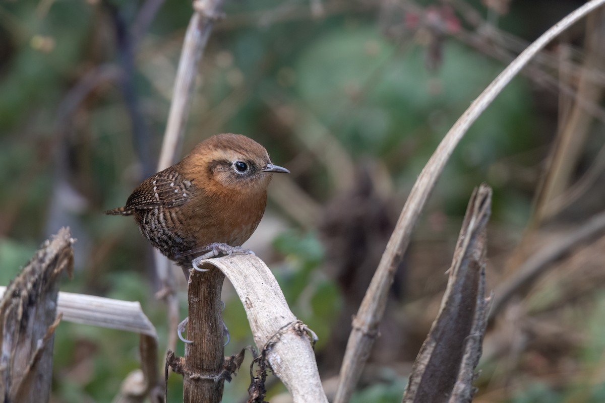 Rufous-browed Wren - Steve Rappaport