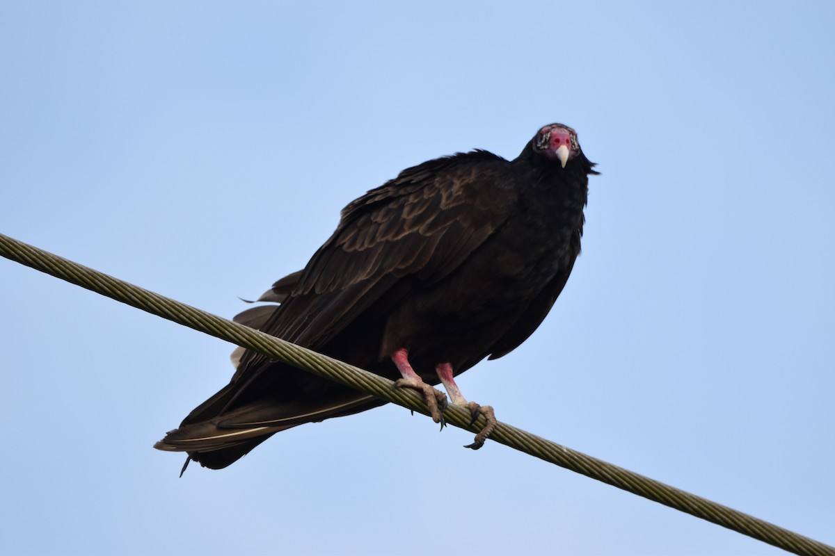 Turkey Vulture - ML547297411