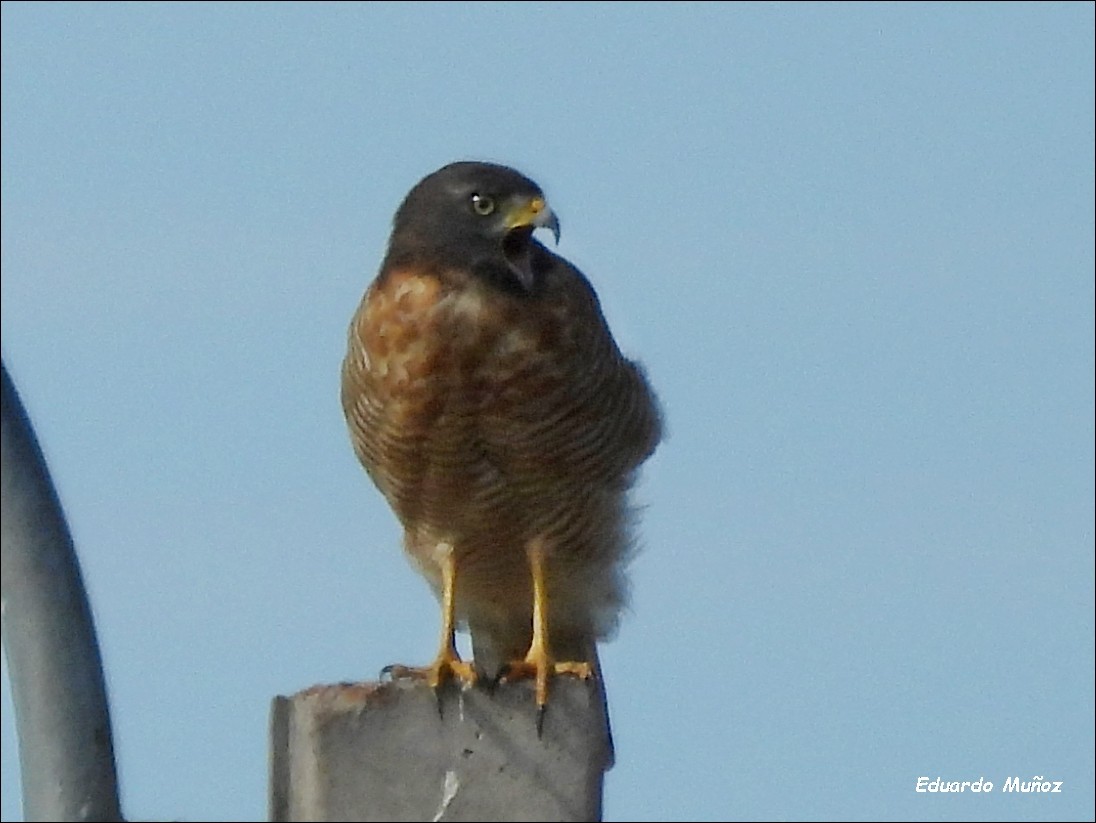 Roadside Hawk - ML547297441