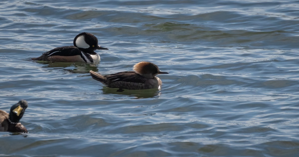 Hooded Merganser - ML547299871