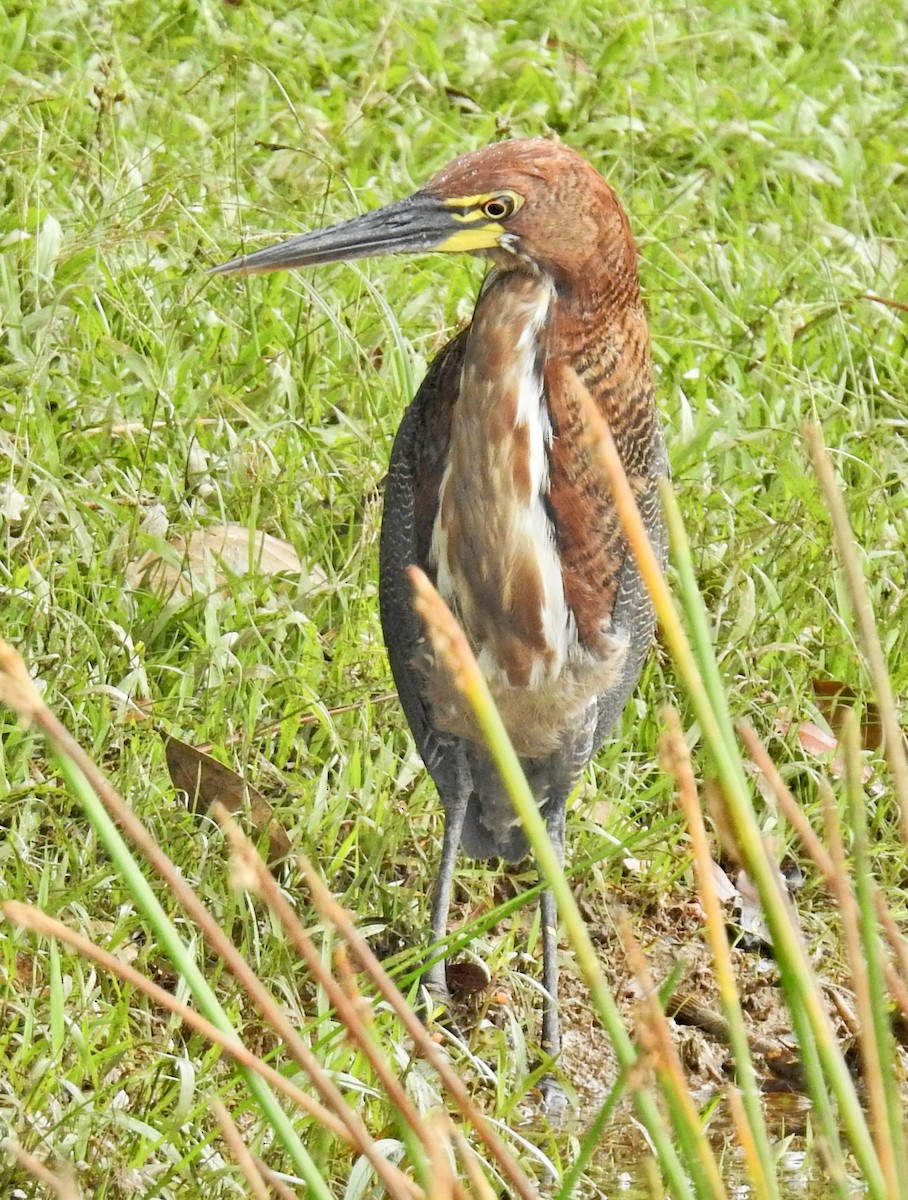 Rufescent Tiger-Heron - ML547300191