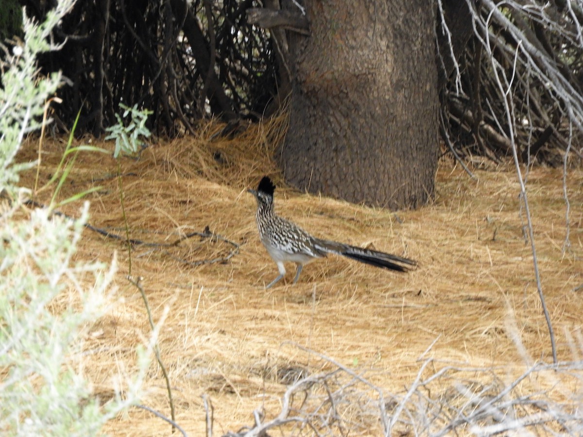 Greater Roadrunner - ML547301081