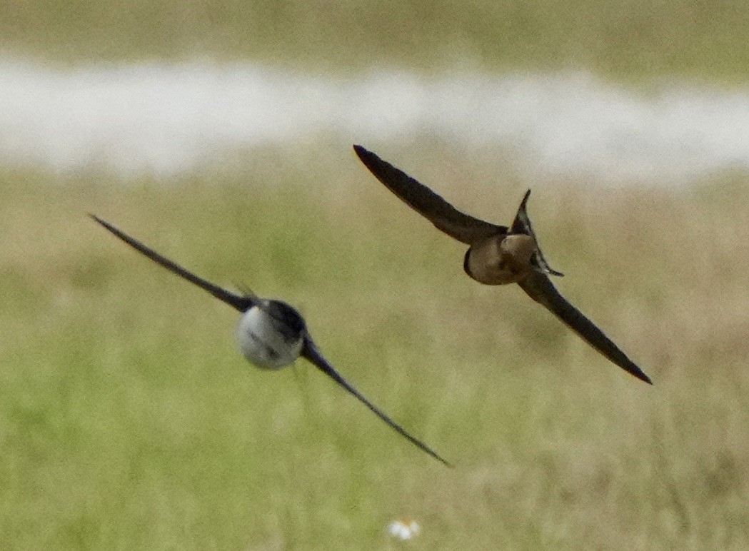 Tree Swallow - Charlene Fan