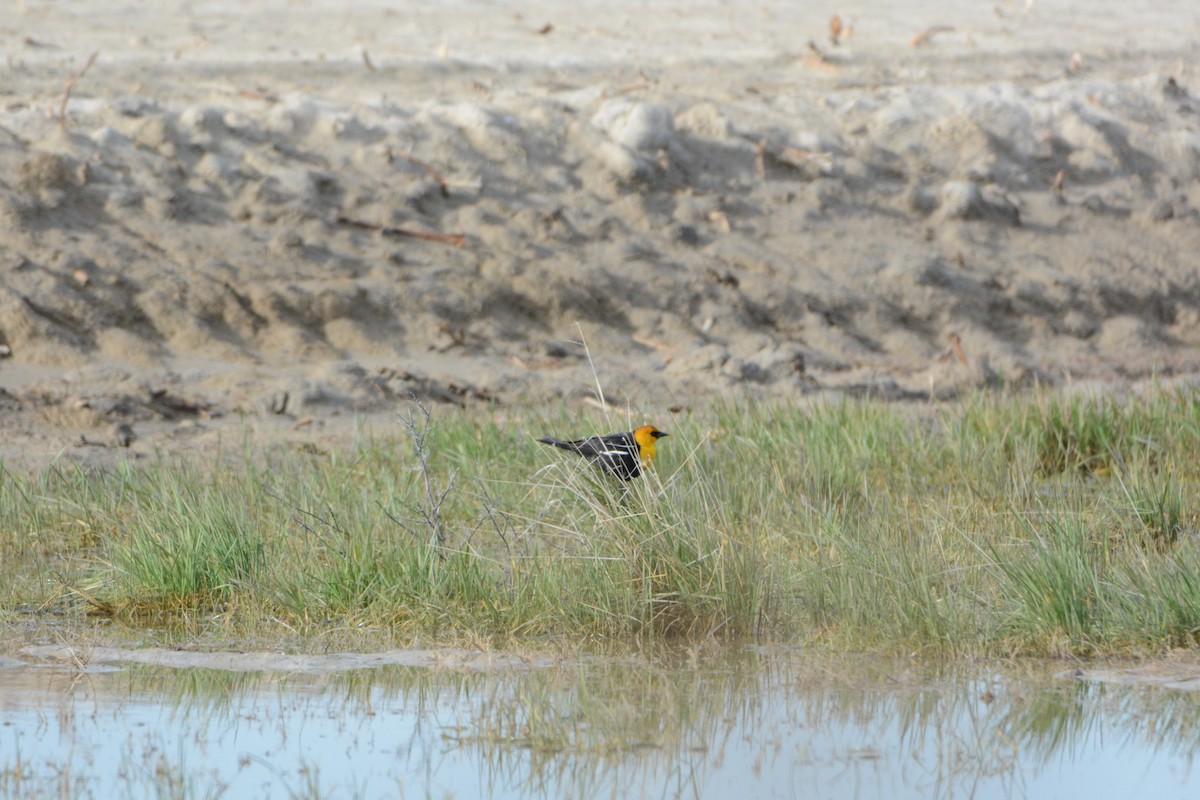 Yellow-headed Blackbird - ML54730191