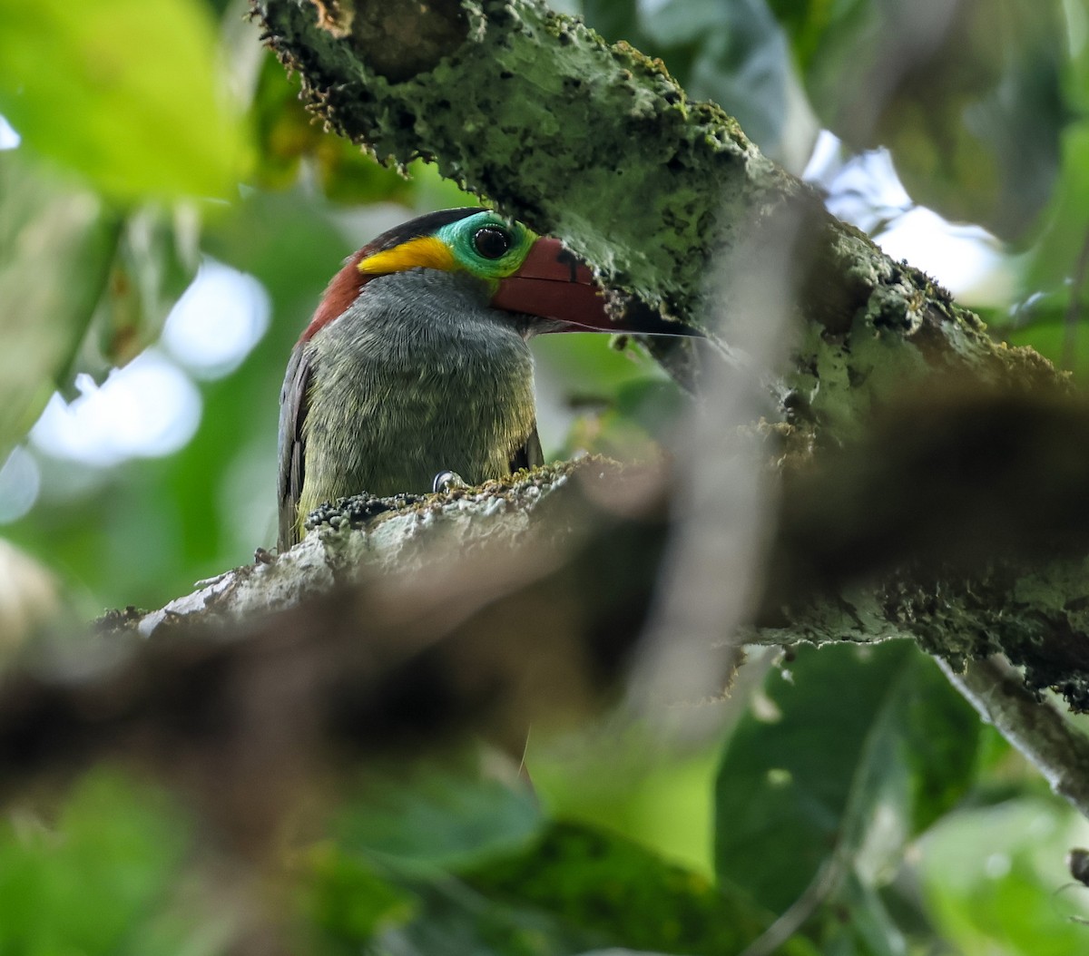 Guianan Toucanet - ML547302781