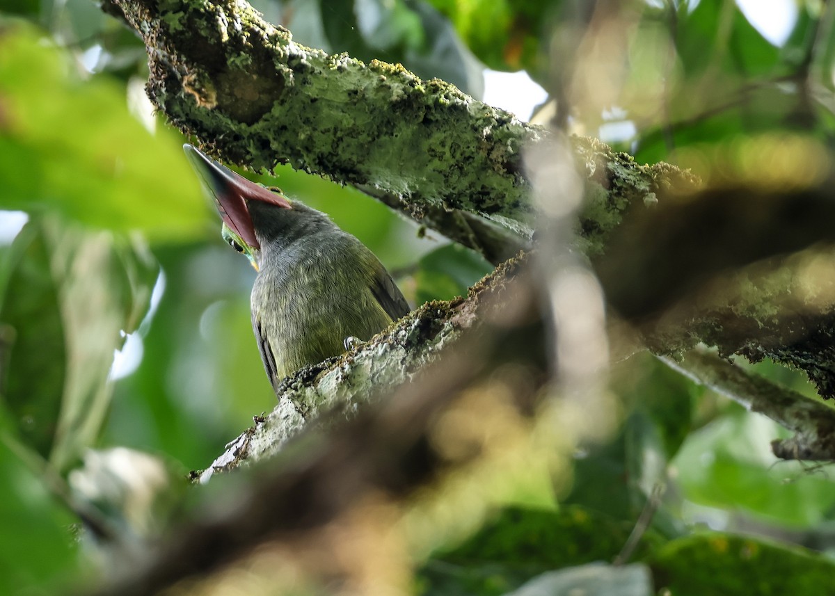 Guianan Toucanet - ML547302791