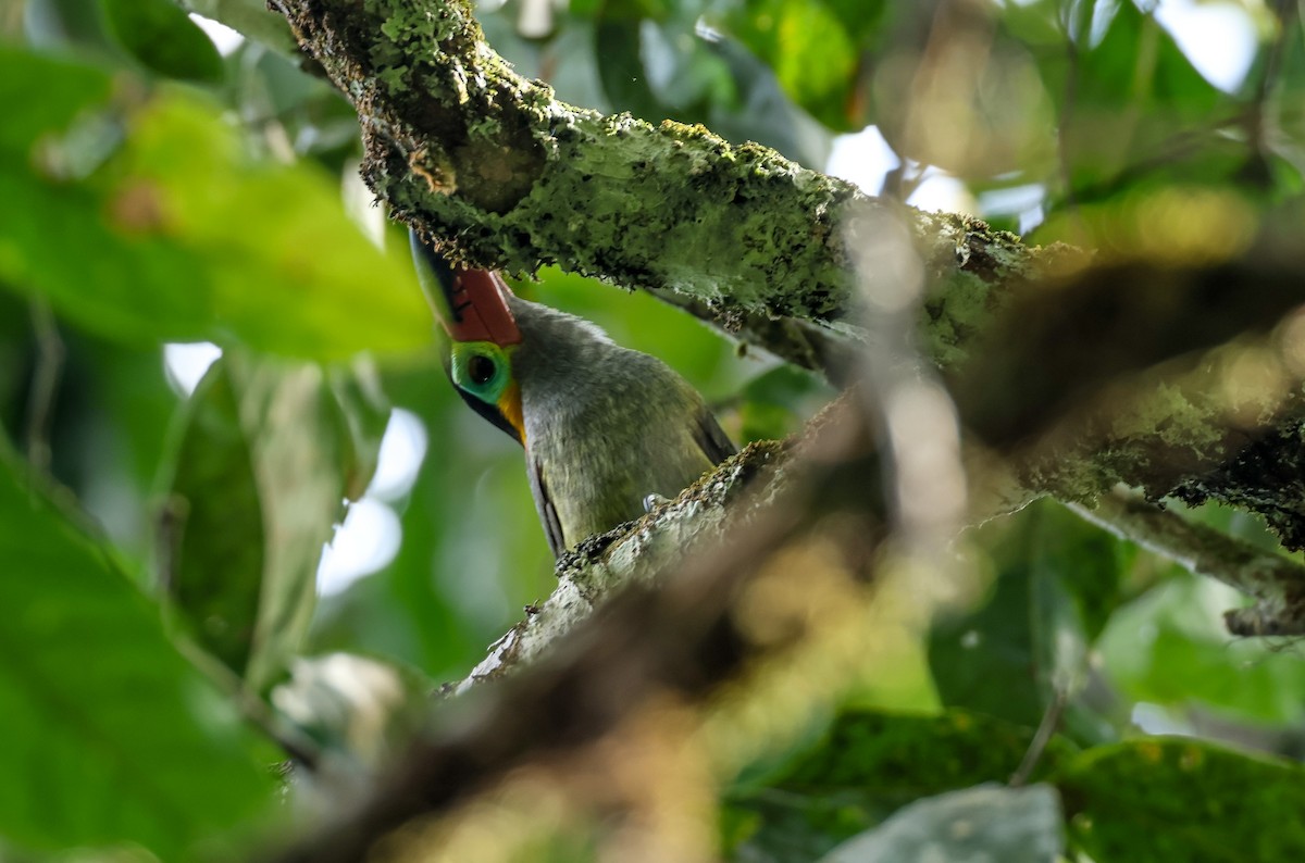 Guianan Toucanet - ML547302801