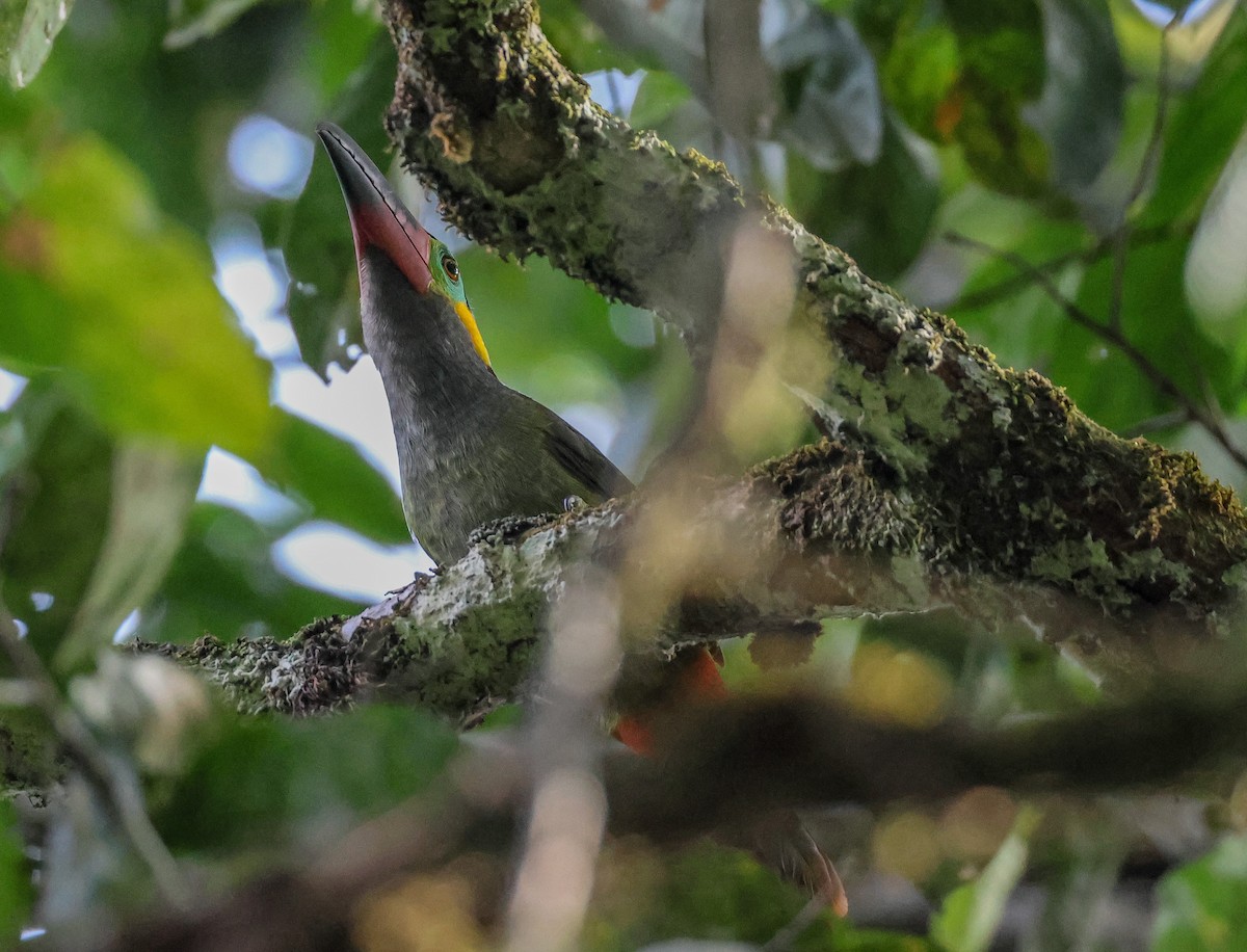 Guianan Toucanet - ML547302821