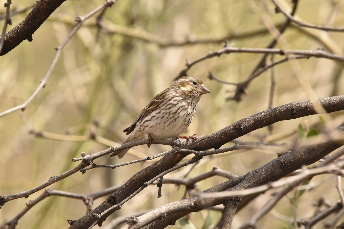 Cassin's Finch - ML547302941