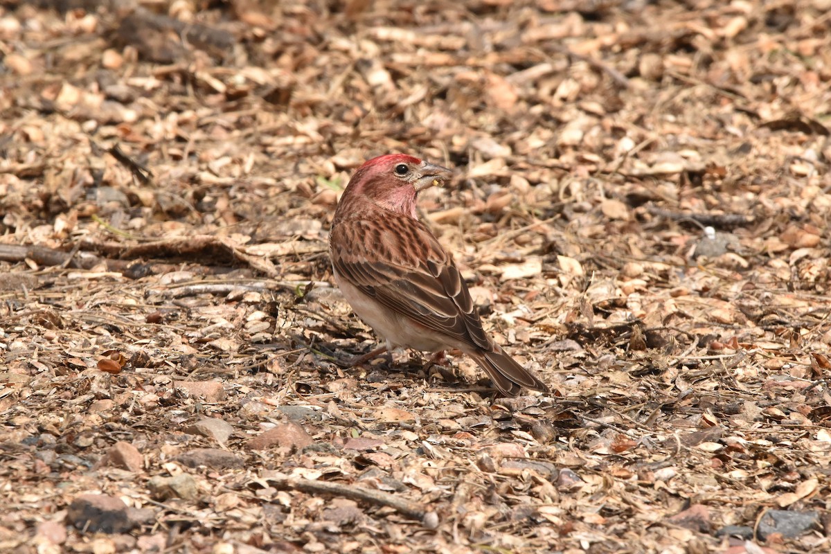 Cassin's Finch - ML547303311