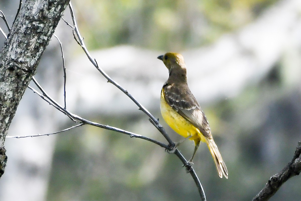 Yellow-breasted Bowerbird - ML547303351
