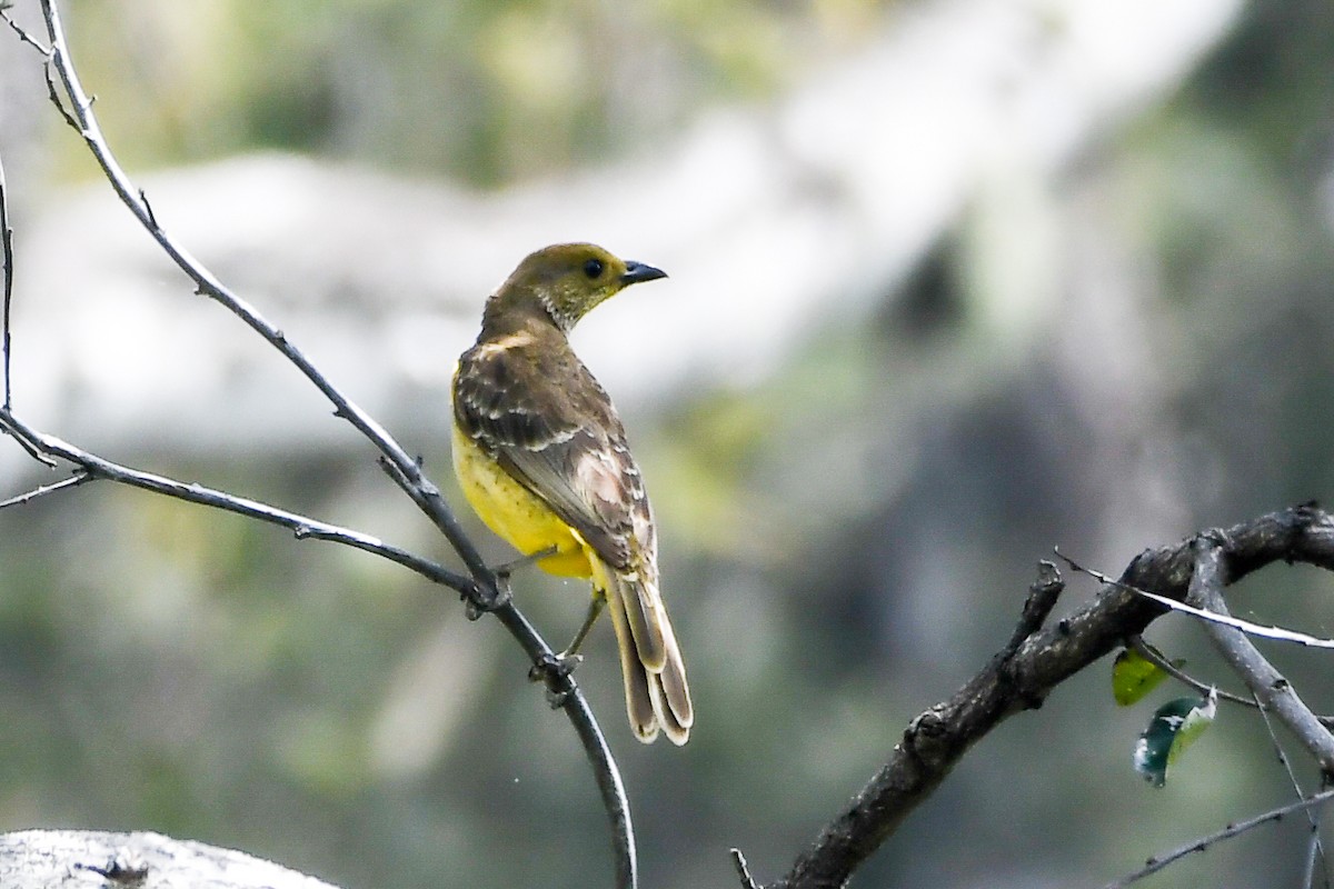 Yellow-breasted Bowerbird - ML547303361