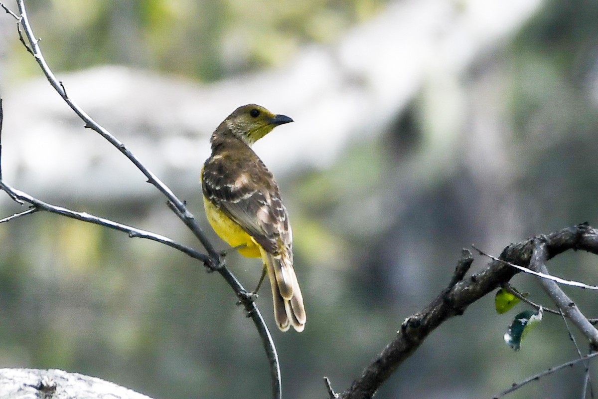 Yellow-breasted Bowerbird - ML547303371