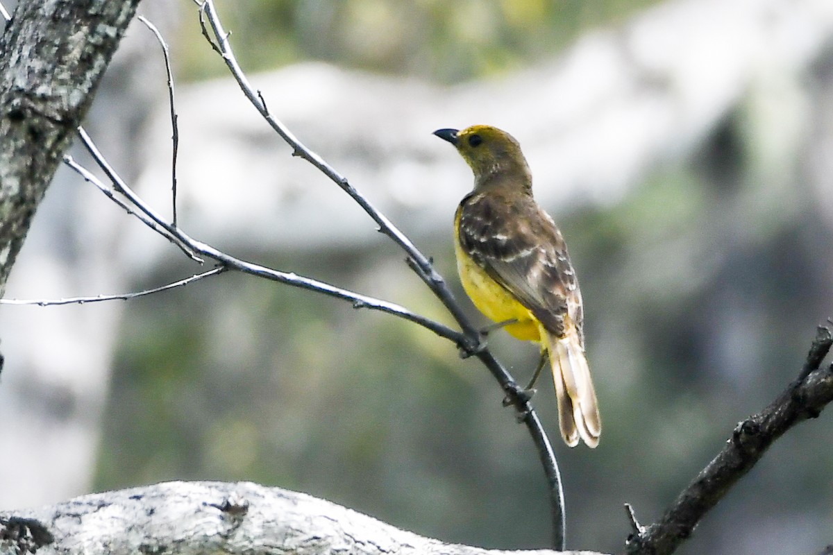 Yellow-breasted Bowerbird - ML547303381