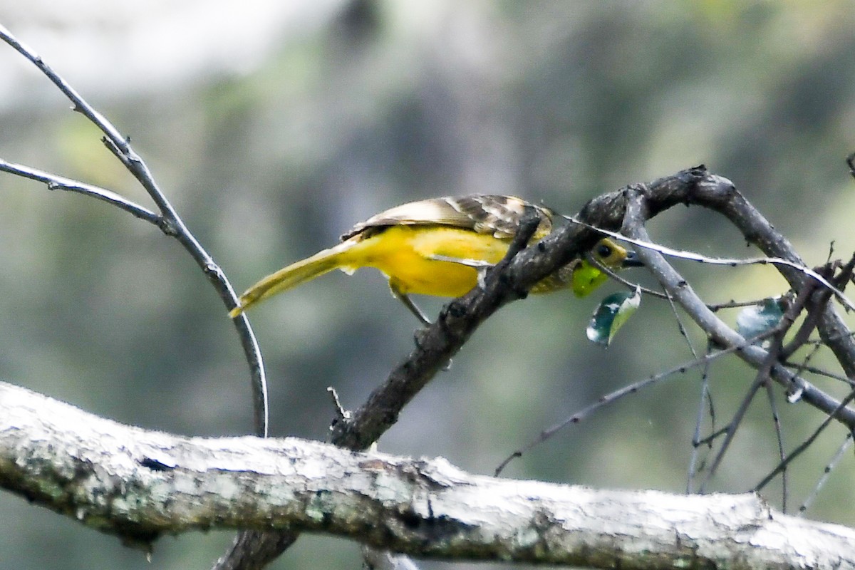 Yellow-breasted Bowerbird - ML547303391