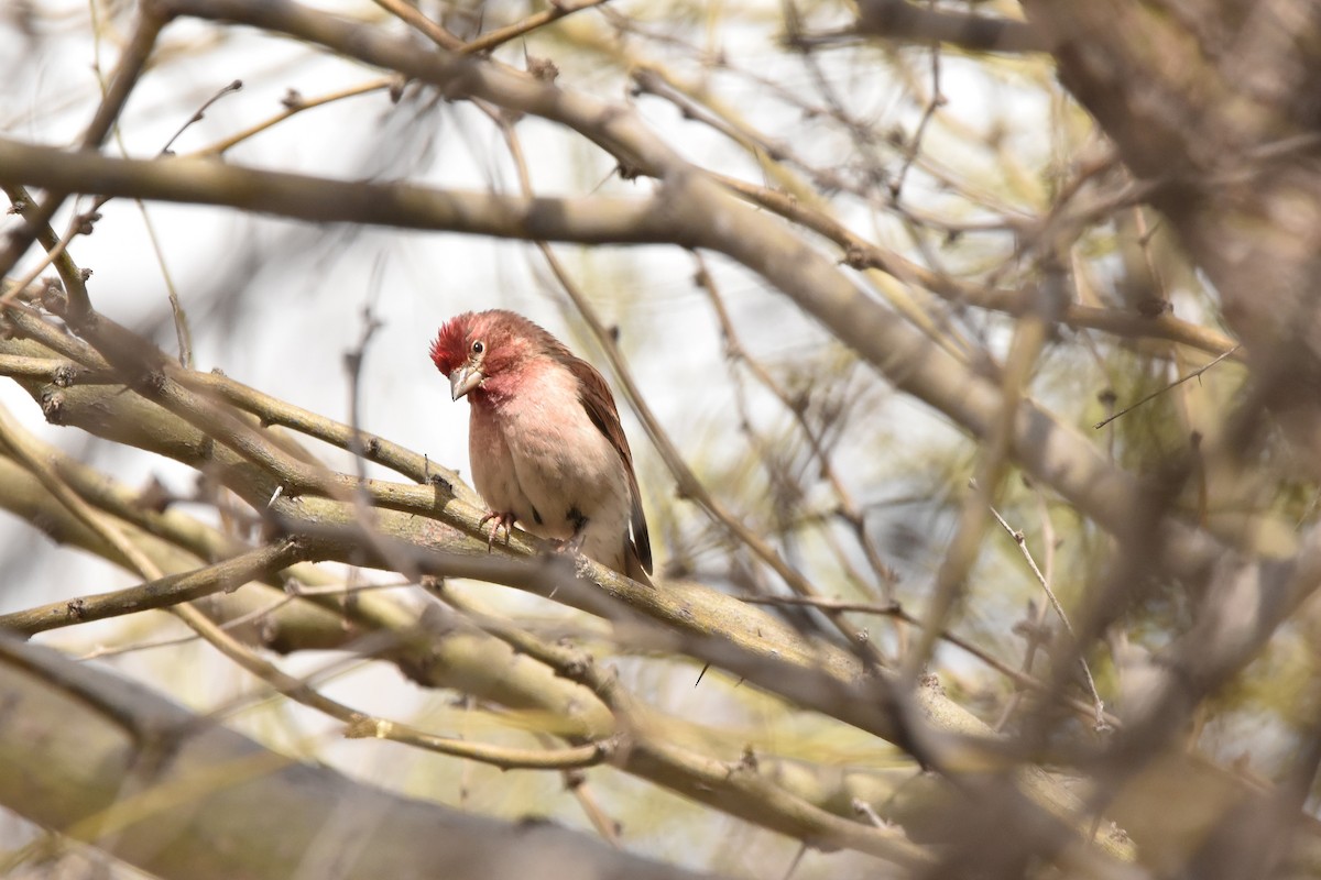 Cassin's Finch - ML547304271