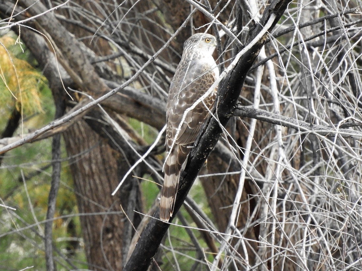 Cooper's Hawk - ML547304291