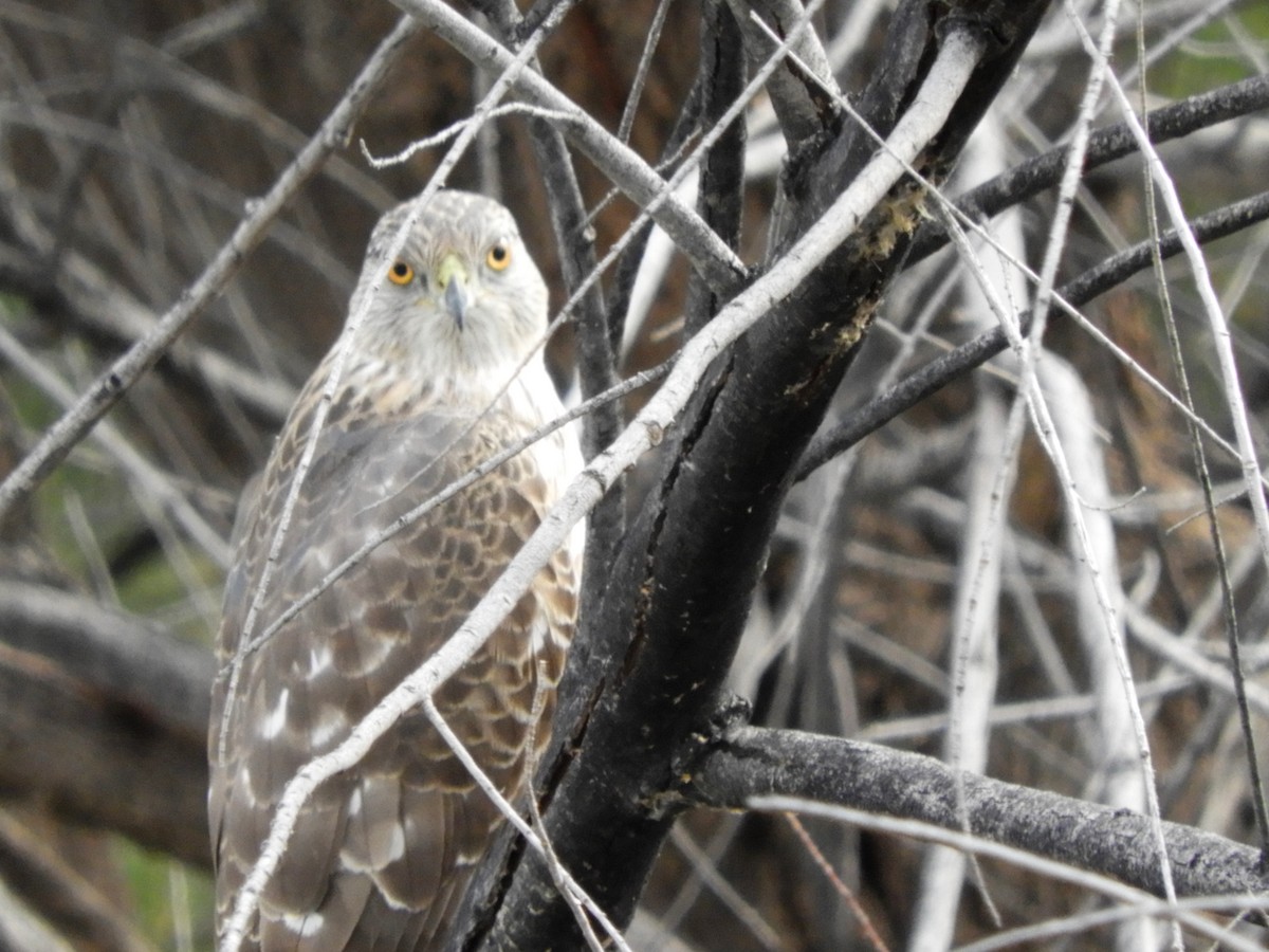 Cooper's Hawk - Roger Simmons