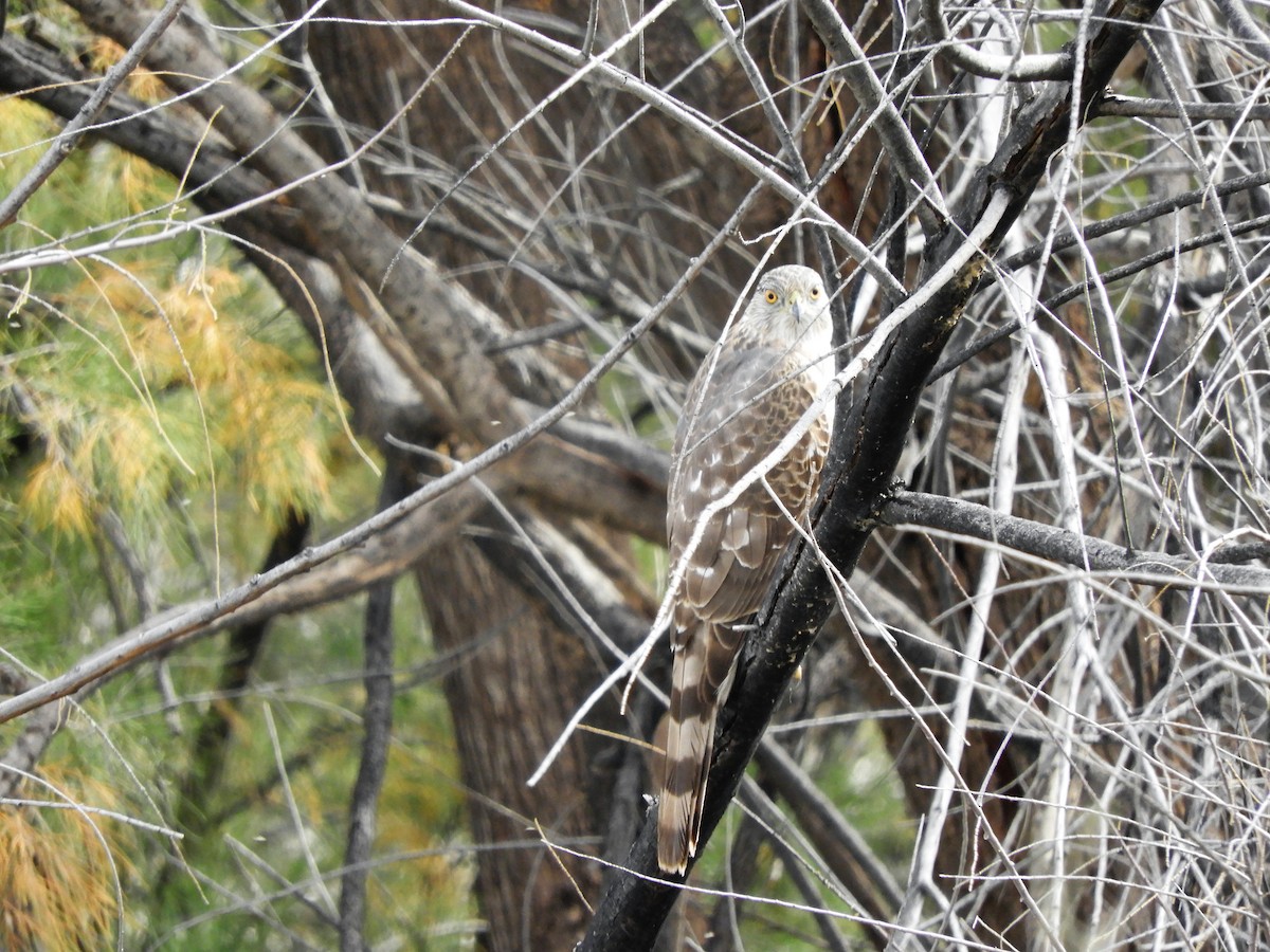 Cooper's Hawk - ML547304351