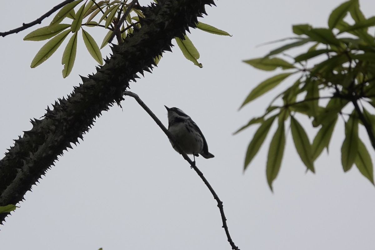 Black-throated Gray Warbler - ML547304471